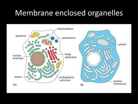 Cell Biology - презентация онлайн