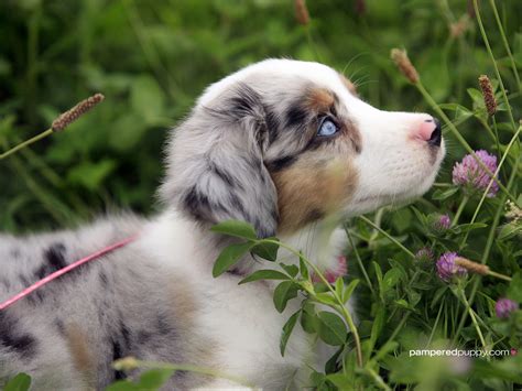 Mini Australian Shepherd. - Dogs Wallpaper (13518470) - Fanpop