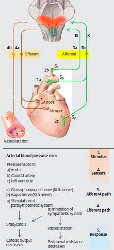 Baroreceptor Reflex Animation Video ~ MedchromeTube - Best Medical Videos