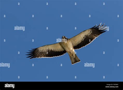 Booted Eagle flying on blue sky Stock Photo - Alamy