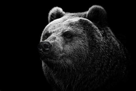 1920x1080 Resolution bear, grizzly bear, eyes 1080P Laptop Full HD ...