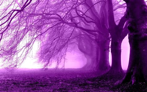 Purple Tree Wallpapers - 4k, HD Purple Tree Backgrounds on WallpaperBat