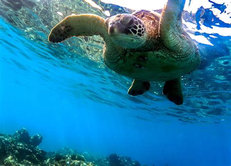 A Guide To Snorkeling With Sea Turtles In Maui — TRILOGY CAPTAIN'S LOG