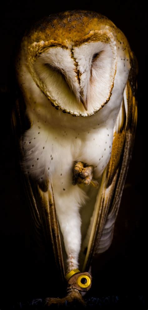 Tyto alba (Barn owl / Effraie des clochers) | Scary owl, Owl photography, Barn owl