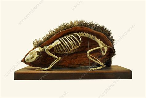 Hedgehog skeleton - Stock Image - C013/6843 - Science Photo Library