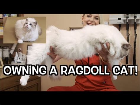 Ragdoll Cat Size Chart