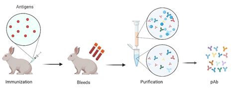 What are Polyclonal Antibodies and Their Role in Immune System