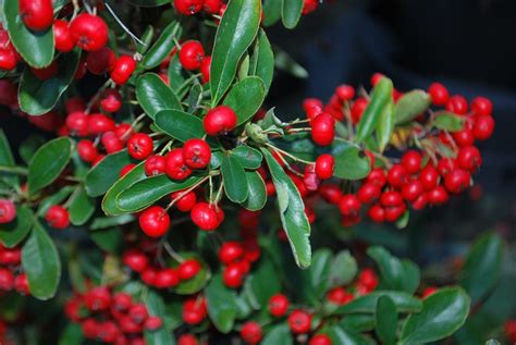 Pyracantha Red Column - Beechmount Garden Centre