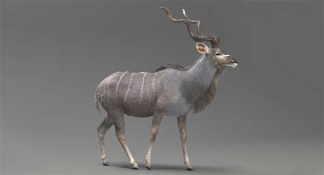 Kudu Antelope Model - TurboSquid 1165577