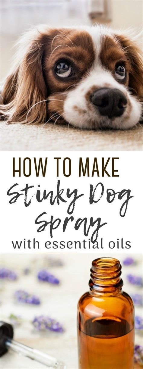 Stinky Dog Spray using Essential Oils | The CentsAble Shoppin | Dog spray, Stinky dog