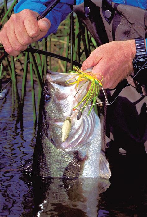 New Black Bass Regs Effective July 1 | Coastal Angler Magazine