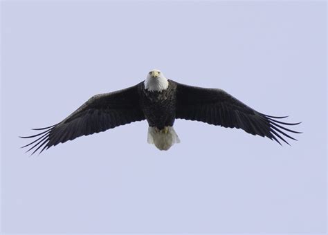 Eagle in Flight image - Free stock photo - Public Domain photo - CC0 Images