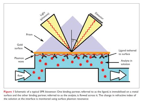 Surface Plasmon Resonance's impact on drug discovery - resolution, throughput and versatility ...