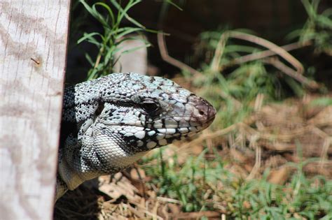 Category: Tegu - Hector's Habitat