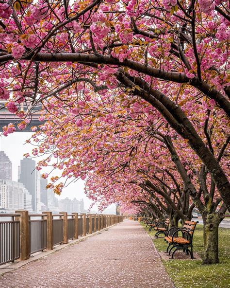 *🇺🇸 Cherry blossoms (Roosevelt Island, New York City, NY) by Sidney C ...