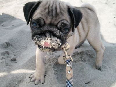 Pugs have breathing problems - The Pugs Trivia Quiz - Fanpop