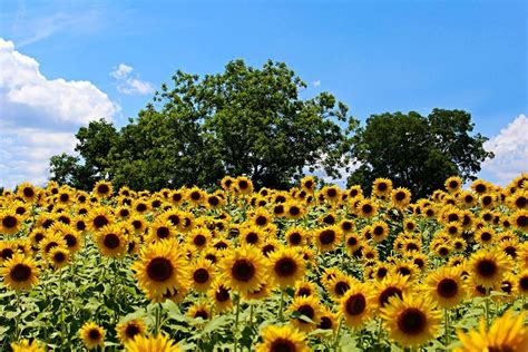 12 Beautiful Sunflower Fields Near Chicago