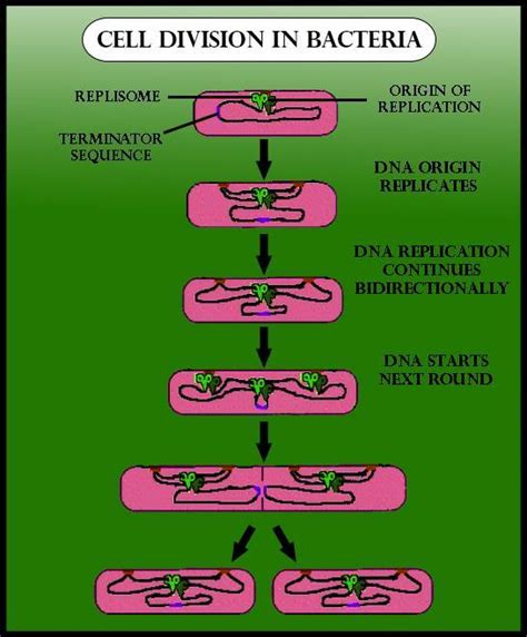 DNA replication in bacteria occurs:(a) Within nucleolus(b) Prior to fission(c) Just before ...