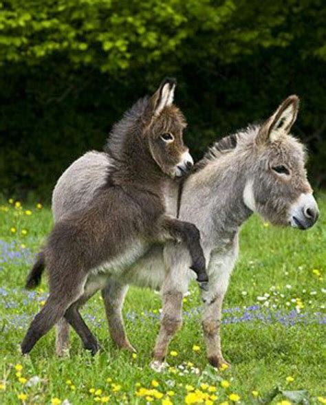 Baby donkey with mother | Cute baby animals, Funny animals, Cute animals