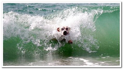 Can dogs go to the beach? Pros and cons - Dogsis