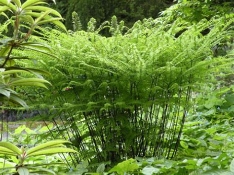 Five native ferns for the shade garden • In Harmony Sustainable Landscapes