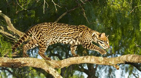 Ocelots and Hill Country Wildlife | Larry Ditto Nature Photography