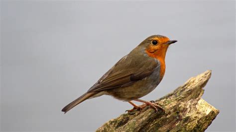 sconzani: British birds: Little Robin Redbreast