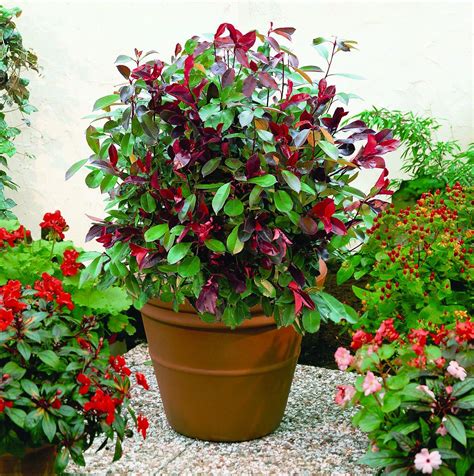 Photinia Red Robin - 3.5L Pot | Plants, Garden, Photinia red robin