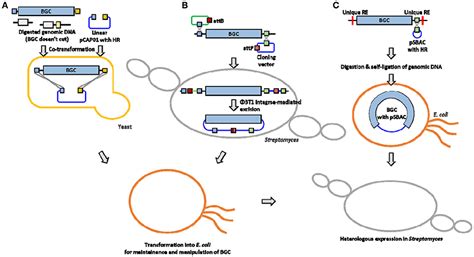 Frontiers | Cloning and Heterologous Expression of a Large-sized Natural Product Biosynthetic ...