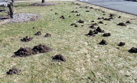 Moles vs. Voles: Differences between Moles and Voles | Critter Control