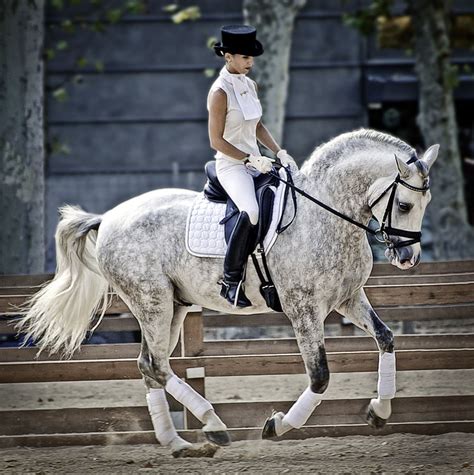 A beautyful lady riding a beautyful horse | Horses, Dressage, Dressage horses