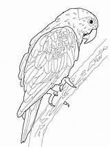 Free Printable Parrot Coloring Pages For Kids sketch template
