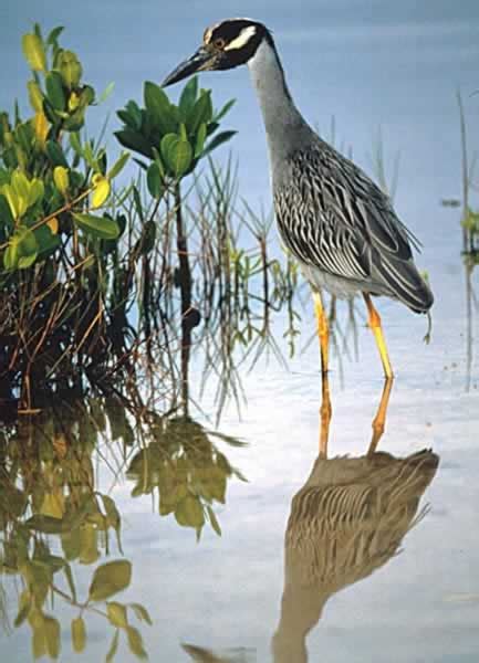 Yellow-crowned Night Heron - Nyctanassa violacea | Wildlife Journal Junior