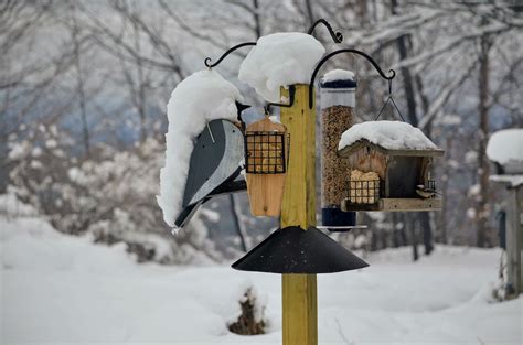 Seashells by Millhillbird feeders winter