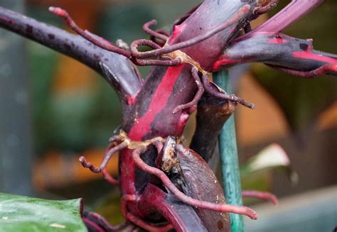 Pink Princess Philodendron Care and Propagation | Sprouts and Stems