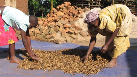 Groundnut production increases as demand grows - Daily Monitor