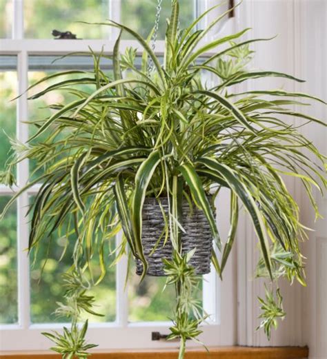 Spider Plant - Green Orchid Nursery & Garden Center