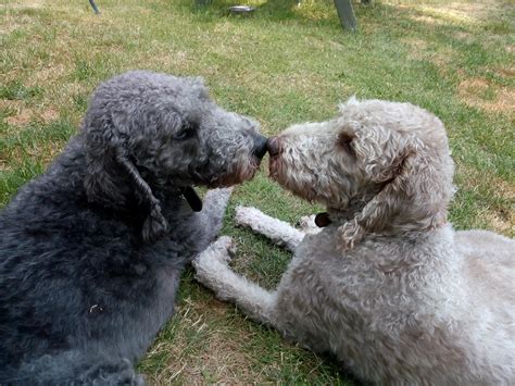 Bedlington Terrier Rescue - helping Bedlington Terriers and their crosses