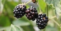 Thornless Blackberry Plants (12 Thornless Blackberry Varieties ...