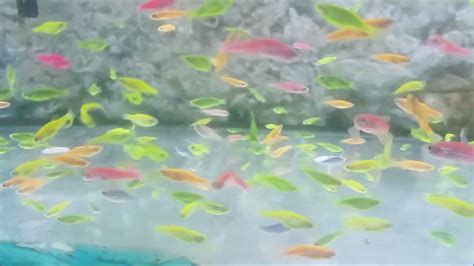 Glofish Zebra Danio - how to care, telling its gender, tank mates, feeding, breeding Glofish ...