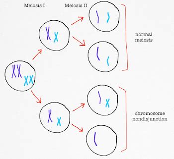 Monosomy: Definition, Examples & Disorders - Video & Lesson Transcript | Study.com