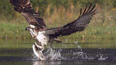 Hunting osprey footage viewed 13m times on Facebook - BBC News