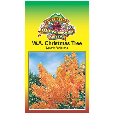 Western Australian Christmas Tree Seeds – Aspects of Kings Park