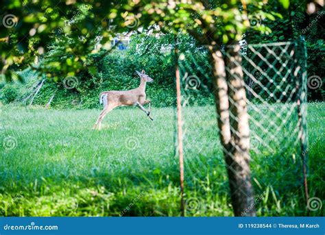 Deer Running Away from Camera Stock Photo - Image of adding, fright: 119238544