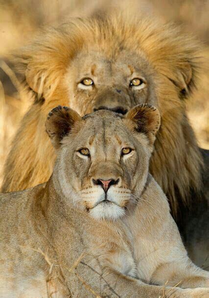 Pin by Lion's Mane on Lions (1) | Animals wild, Lion couple, Animals ...