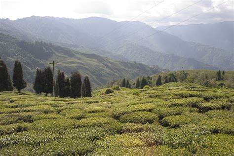 Happy Valley Tea Estate A Tea Garden..One of the best tea manufacturing estate in India...80 ...