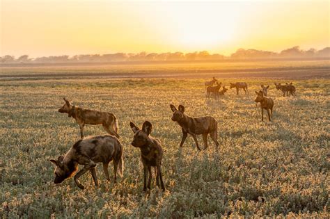 Parque Nacional de Gorongosa, paraíso natural de Mozambique - Passport Travel Magazine