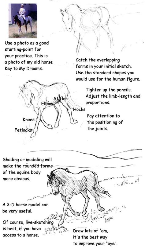 Horse Drawing Tutorial by Murasaki99 on DeviantArt