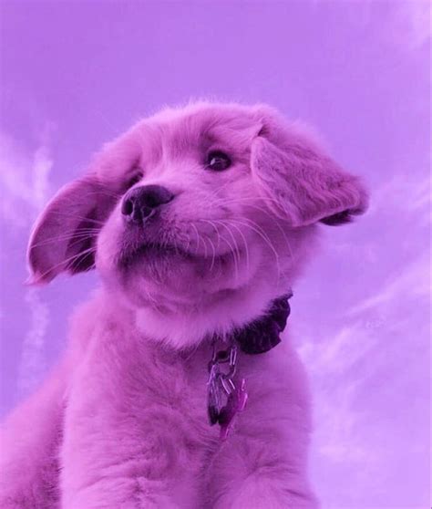 Purple aesthetic | Cute puppy wallpaper, Baby animals pictures, Cute ...