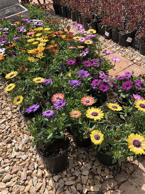 Osteospermum Mixed Colours 15cm Pot